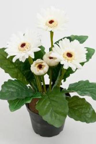 Gerbera hvit